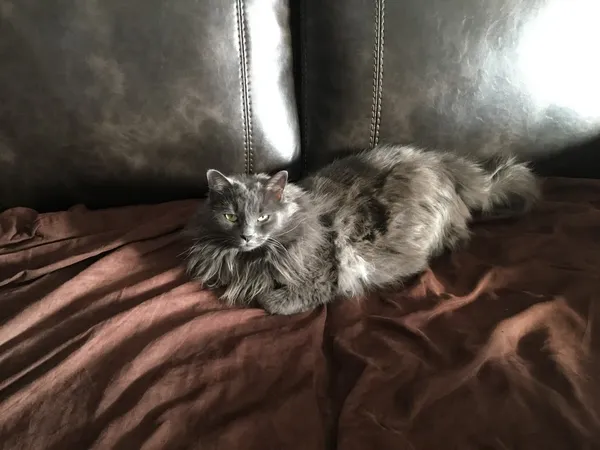 Photo of a grey cat with yellow eyes