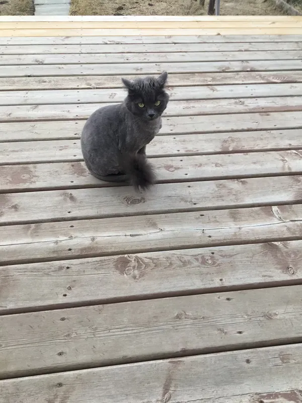 Photo of a grey cat with yellow eyes