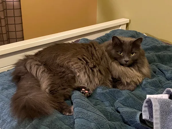 Photo of a grey cat with yellow eyes