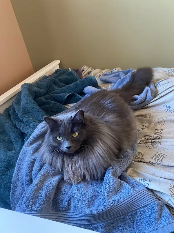 Photo of a grey cat with yellow eyes