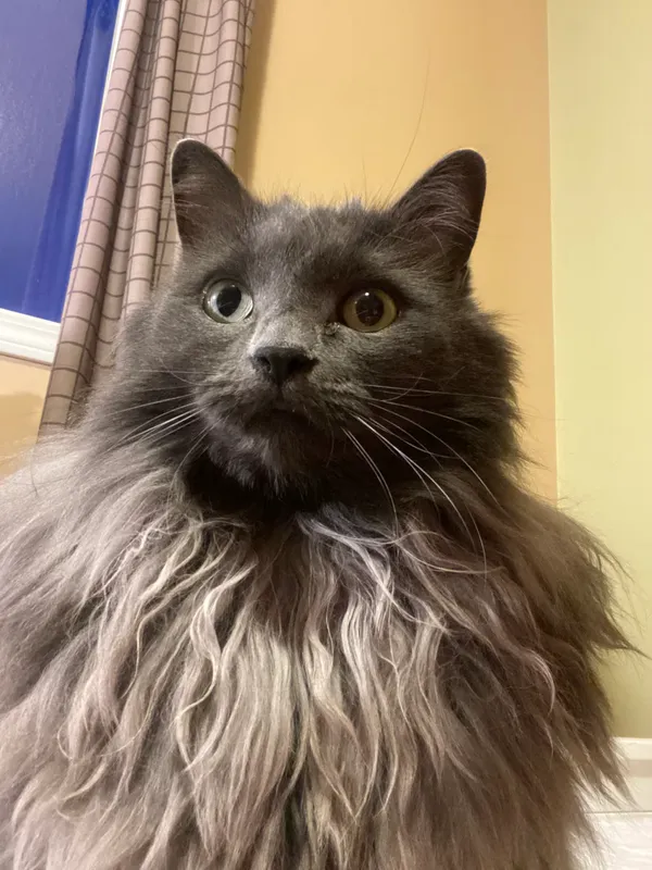 Photo of a grey cat with yellow eyes