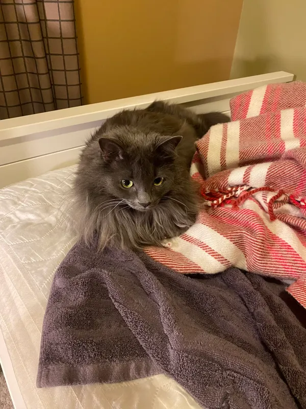 Photo of a grey cat with yellow eyes