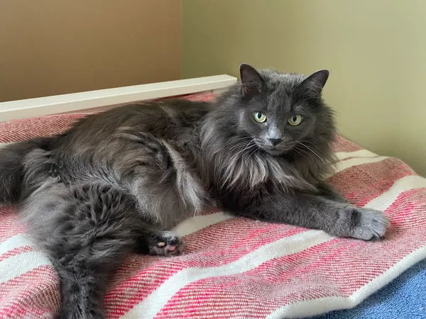 Photo of a grey cat with yellow eyes